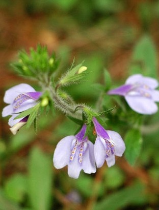 弹刀子菜