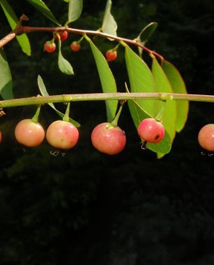 龙珠草