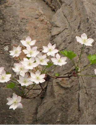 欧亚香花芥