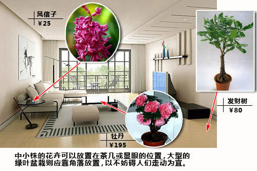 【花卉信息】严寒中的温润 用植物装点你的居室