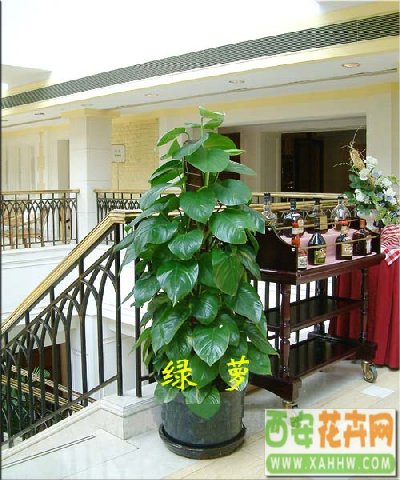 绿萝