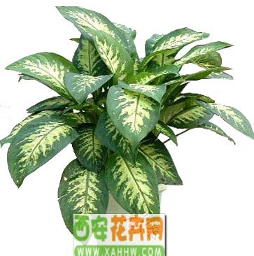 花叶万年青