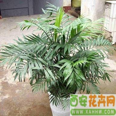 袖珍椰子