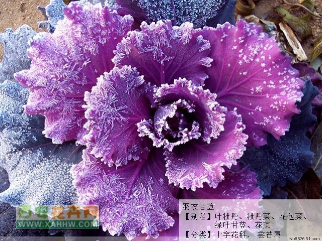 羽衣甘蓝
