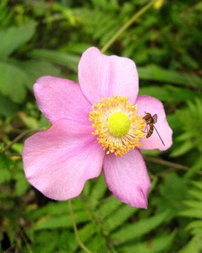 野棉花