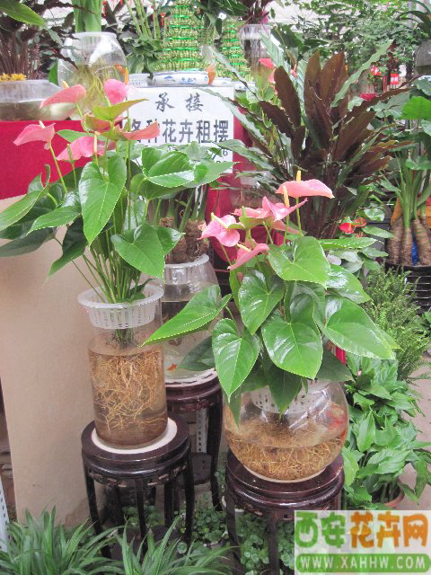 粉掌