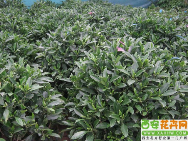 非洲茉莉