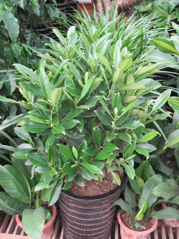 非洲茉莉