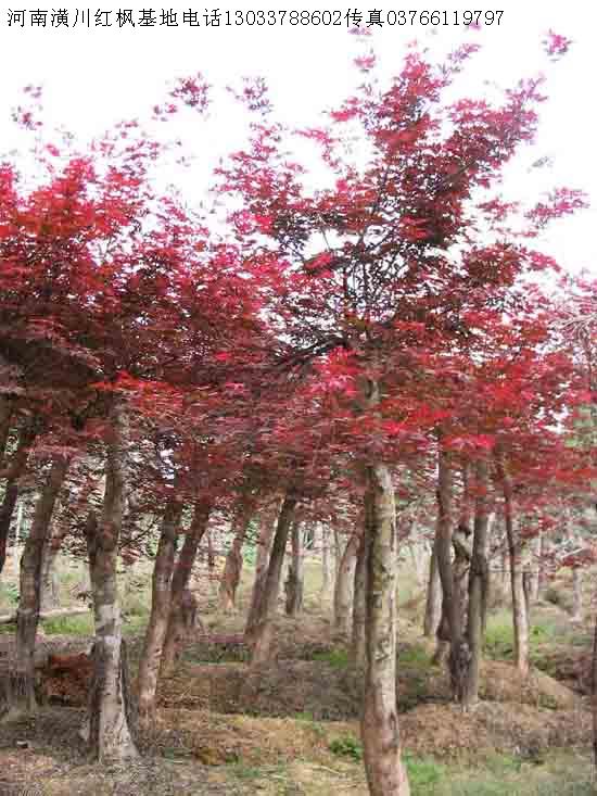 红枫价格,白榆价格,梅花价格,红梅价格表