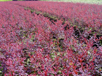 红叶小檗价格,法国冬青价格,红花继木价格表