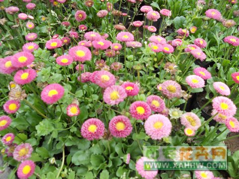 雏菊