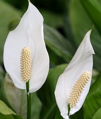 白鹤芋