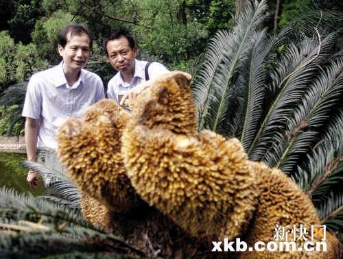 【花卉专题】嘴尝端午粽 眼赏端午花