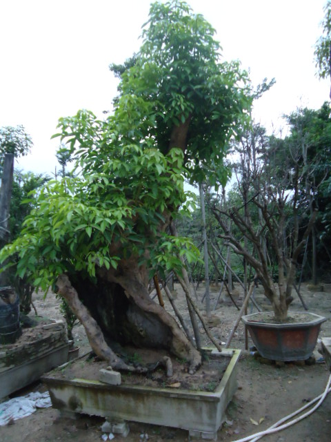 重阳木树桩盆景