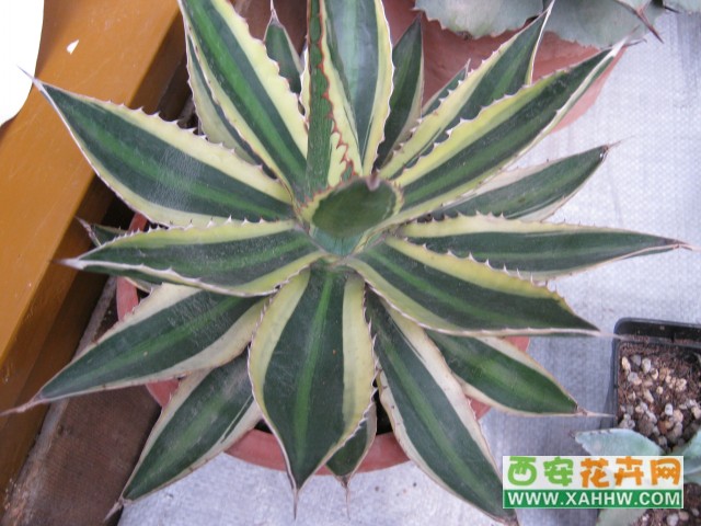 五色万代