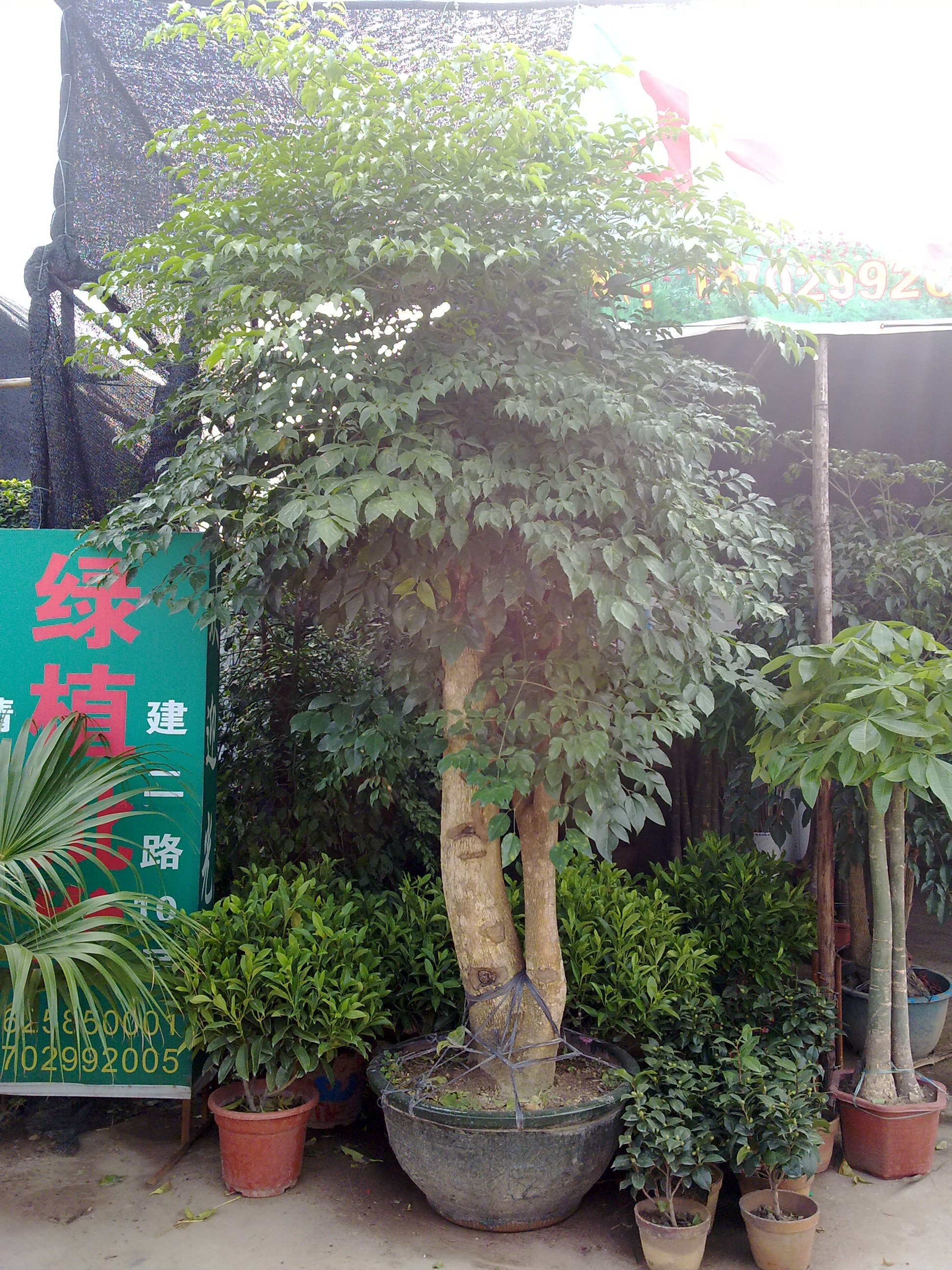 幸福树
