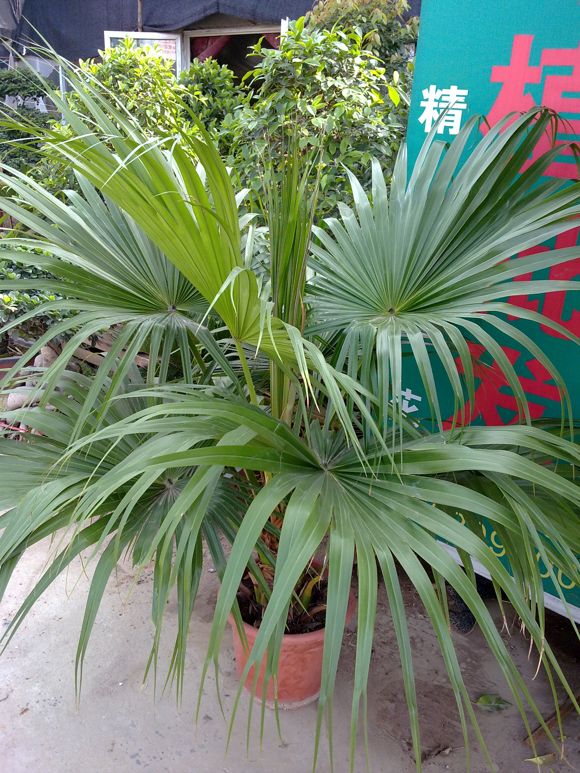蒲葵