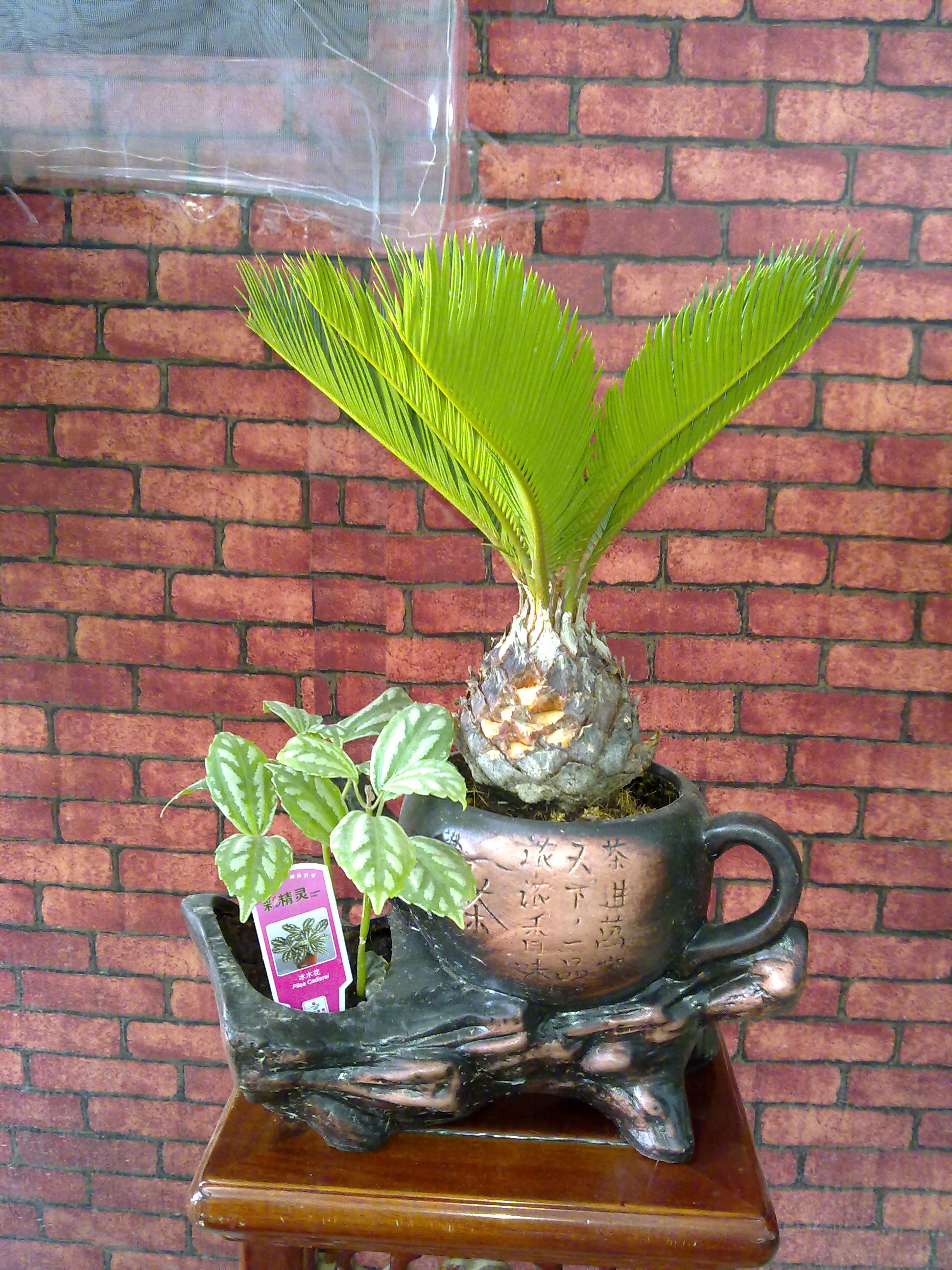 茶壶铁树