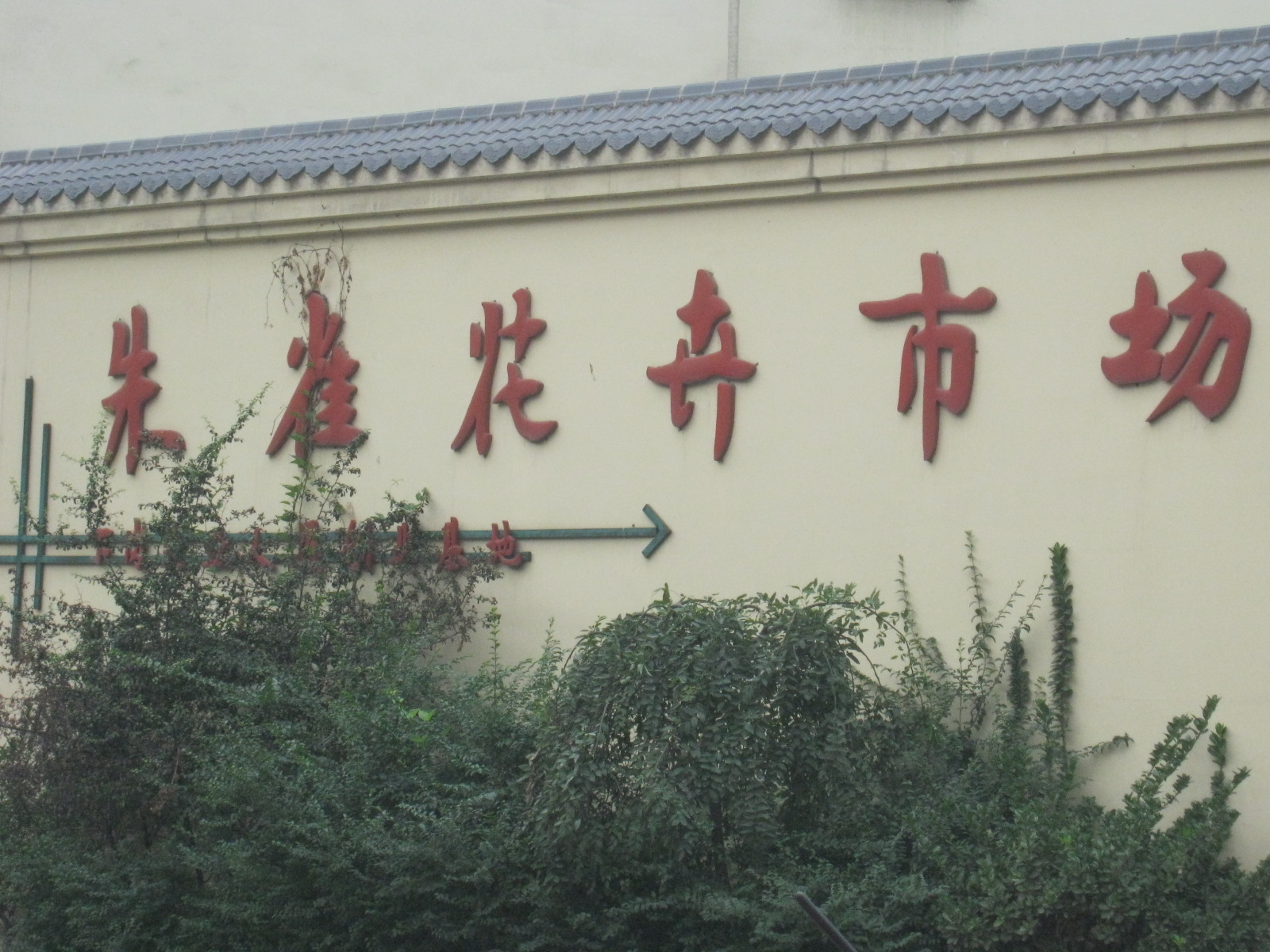 【花卉专题】细数西安朱雀花卉市场国庆期间畅销花与长销花