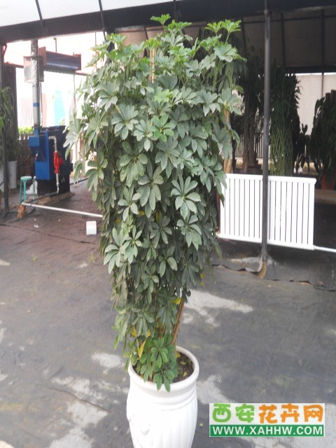 鸭掌木