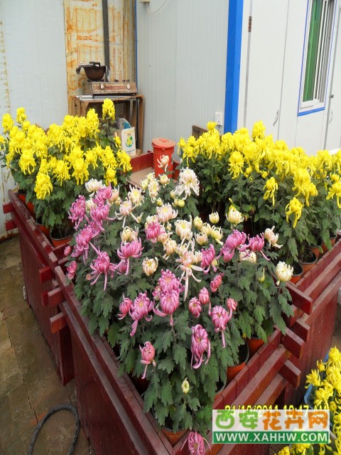 菊花