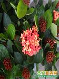 龙船花