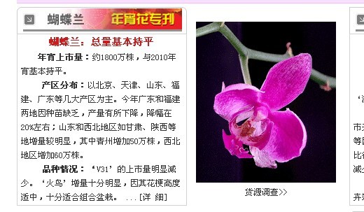 【花卉新闻】2012.年宵花市群雄逐鹿，蝴蝶兰普遍看好
