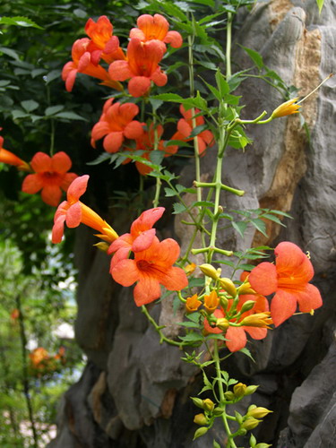 【花卉信息】花草与风水