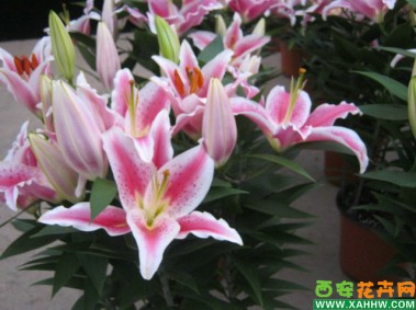 【花卉专题】岁末欢乐声，花开知多少