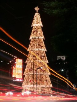 【花卉专题】邀您逛圣诞树之狂