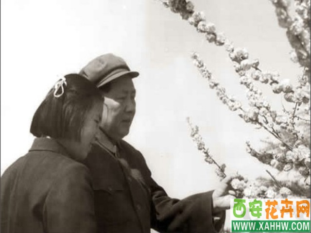 【花卉专题】118周年，用梅花向您致意