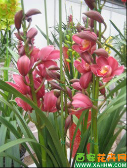 【花卉专题】西安年宵花展正在进行中