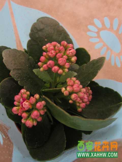 长寿花