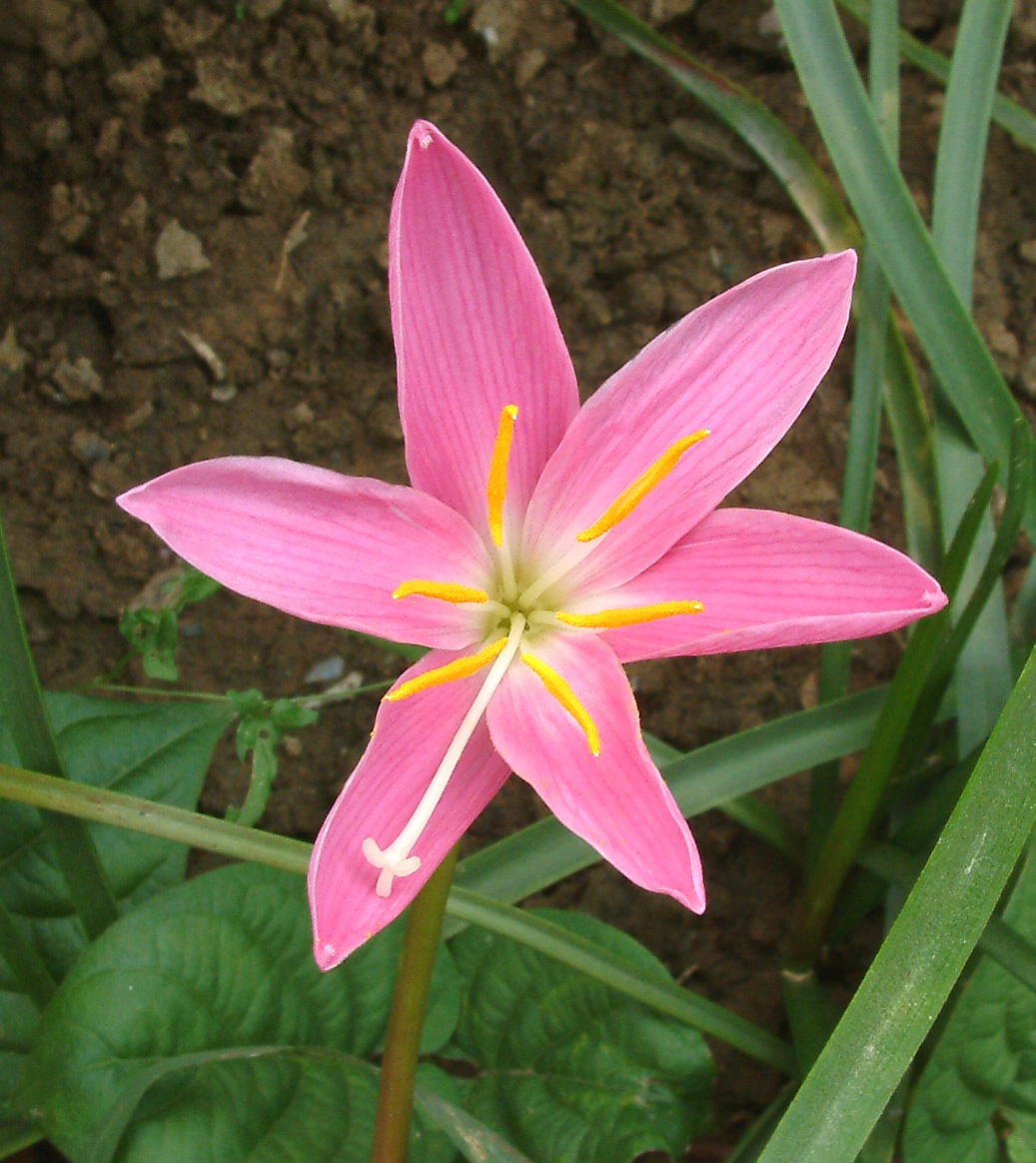 【花卉新闻】"Enc cordigera"于兰博会获冠军