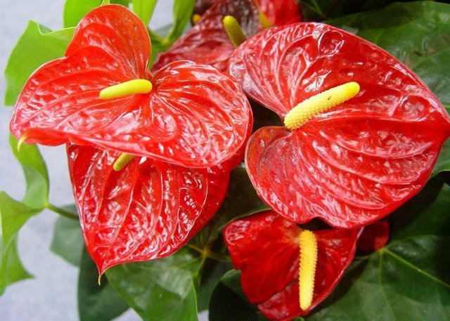 【花卉信息】火鹤花―红掌
