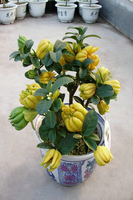 【花卉新闻】晋之源迎春花卉文化节