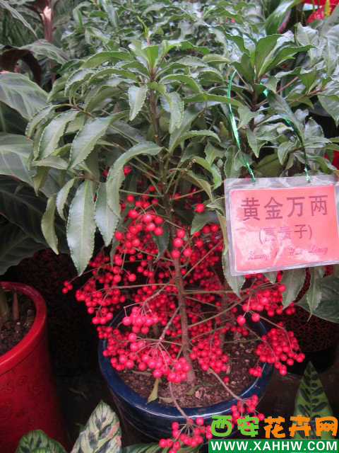 年宵产品