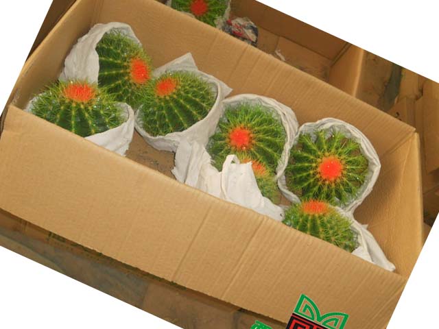 枫树园林招聘养护主管
