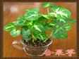 2012迷你小盆栽—合果芋