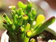 2012迷你多肉植物—筒叶花月