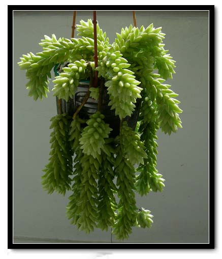 【花卉信息】迷你多肉植物―玉珠帘的生长习性