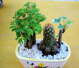 【花卉信息】盆栽的组合―植物选择（二）