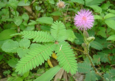 【花卉专题】暖春将至，百花待放