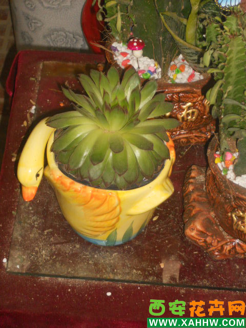 观音莲