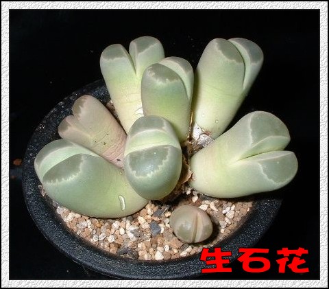【花卉信息】迷你多肉植物―开花的&ldquo;石头&rdquo;（三）