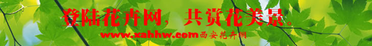 【花卉信息】迷你多肉植物―大美龙