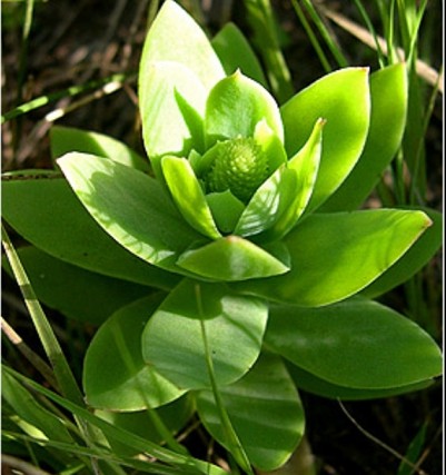 【花卉信息】迷你多肉植物―钝叶瓦松