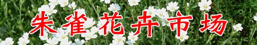 朱雀花卉市场即南二环花卉市