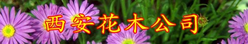 西安花木公司简介
