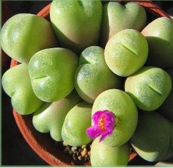【花卉信息】迷你多肉植物―肉锥花